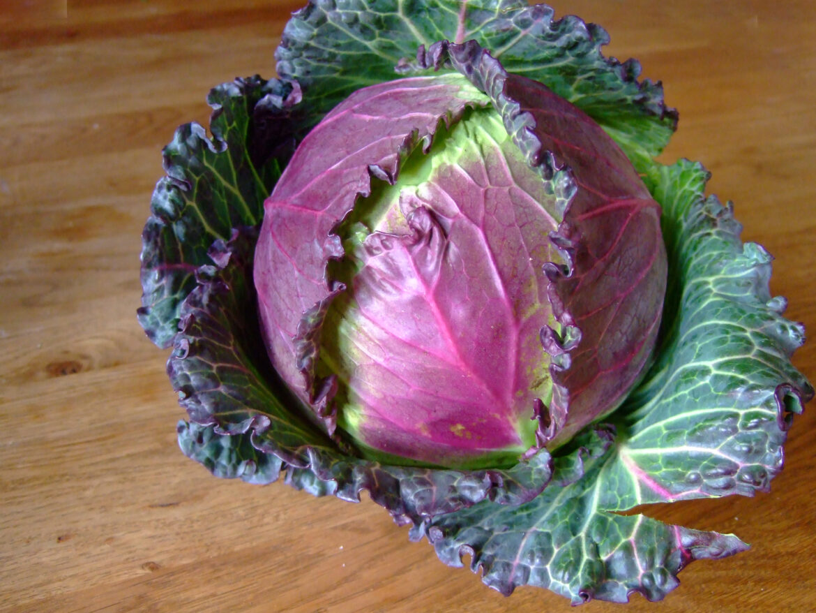 Winter Minestrone soup recipe featuring a January cabbage