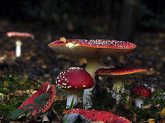 poisonous mushrooms