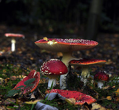 poisonous mushrooms