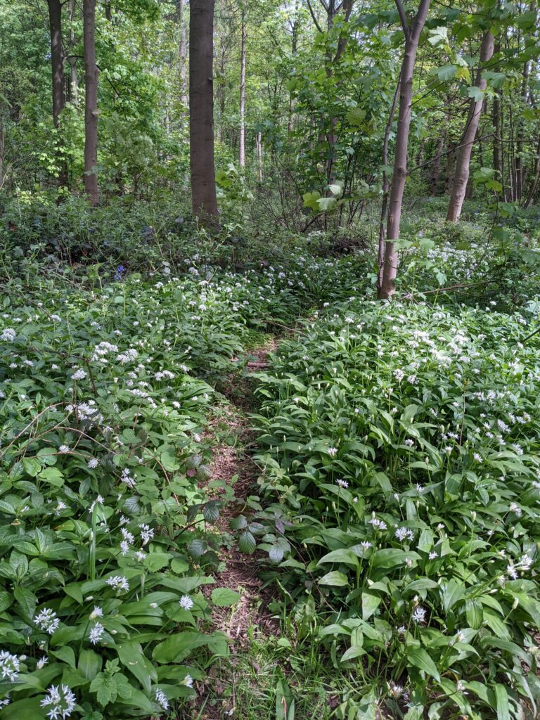 wild garlic fermenting and other recipes