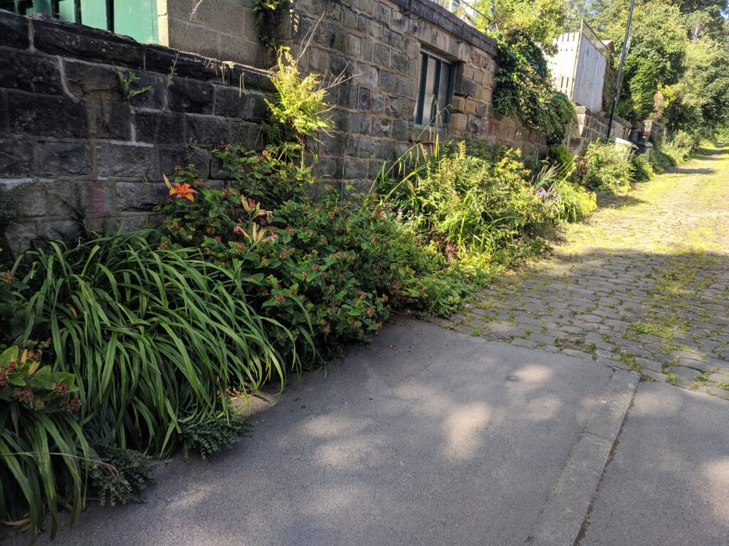 Lanes ginnels and back wildlife corridor
